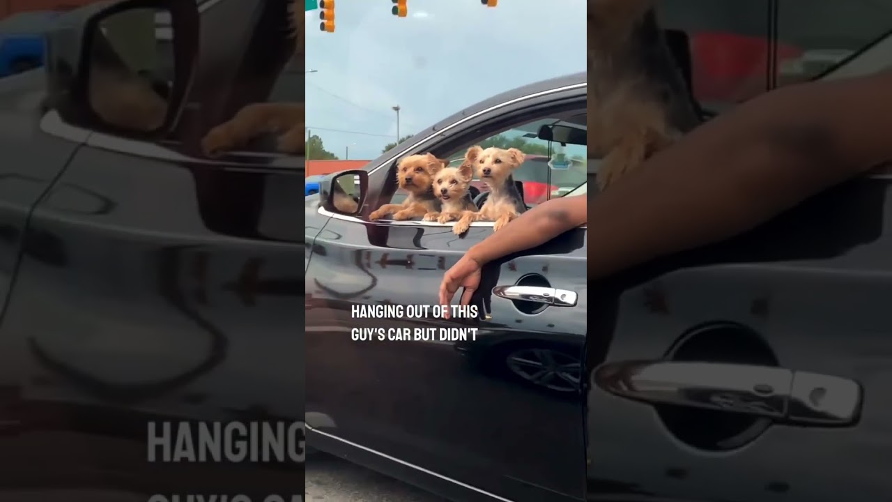 The best traffic light experience ever 😂