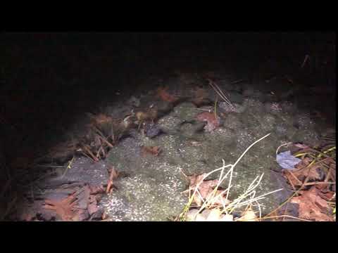 Back yard nature: tadpoles and polliwogs (Advertiser Democrat)