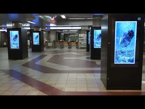 DOOH Naked eye 3D Aquarium：アクアリウム 平面DOOH 裸眼3D