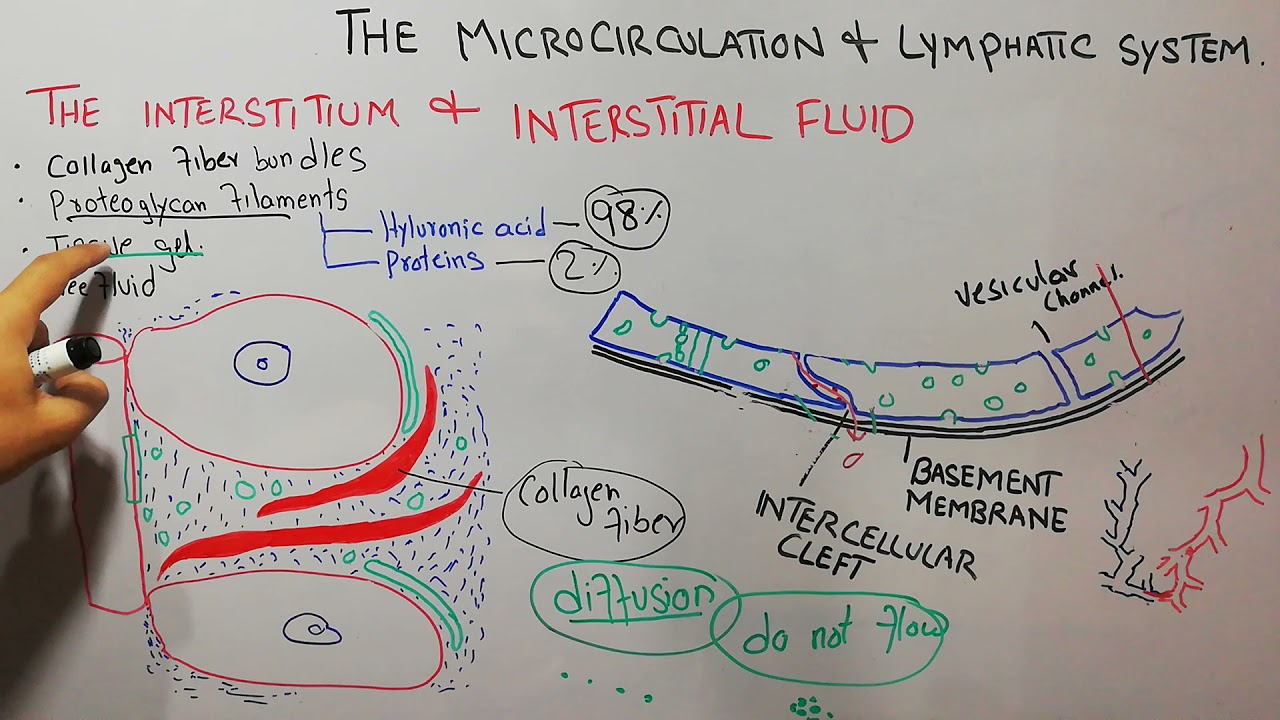 CVS physiology 82.The interstitium & interstitial fluid,Tissue gel, collagen and proteoglycan fibers