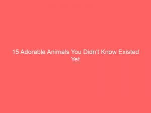 15 Adorable Animals You Didn't Know Existed Yet 1 15 adorable animals you didnt know existed yet 346688 1