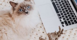 Free Online Advertising Classifieds
