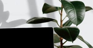 Fashion Advertising Networks