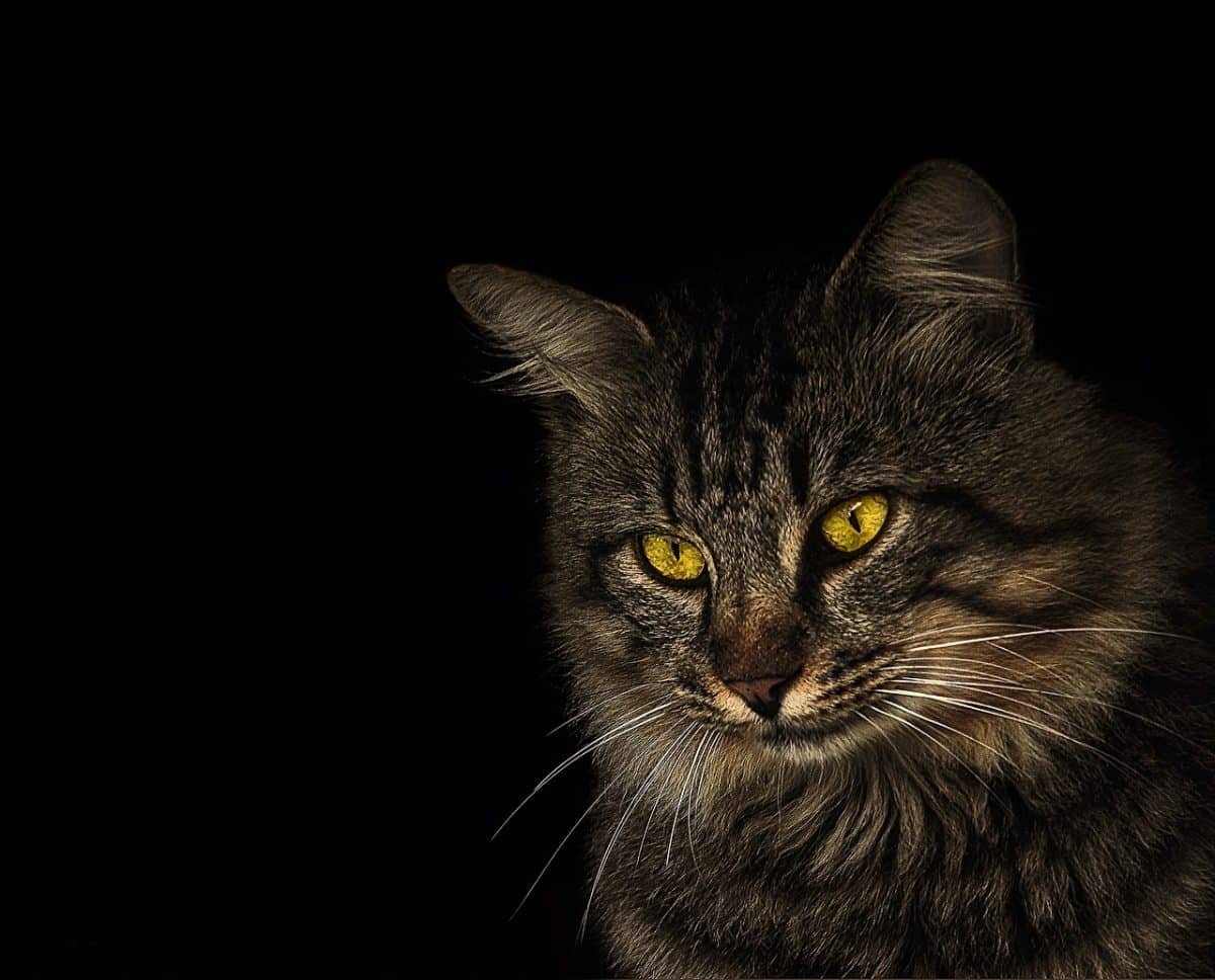 Buy Pop Traffic Enforcer