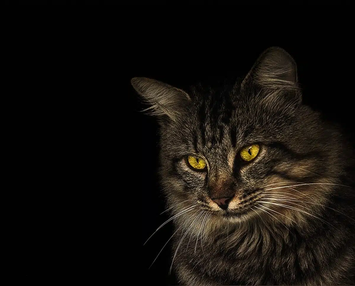 Buy Traffic Google Analytics Resume