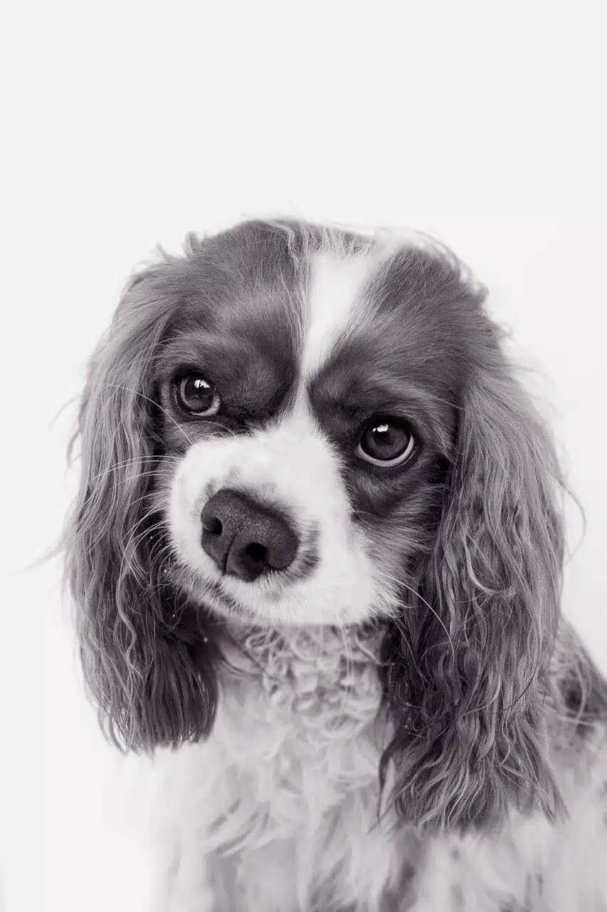 Buy Media Traffic Cpv