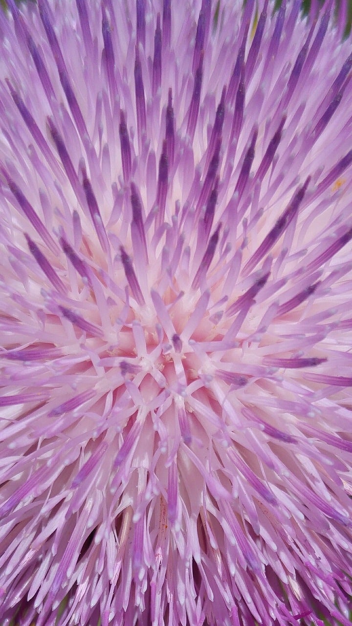 Buy Traffic Stumbleupon Rival